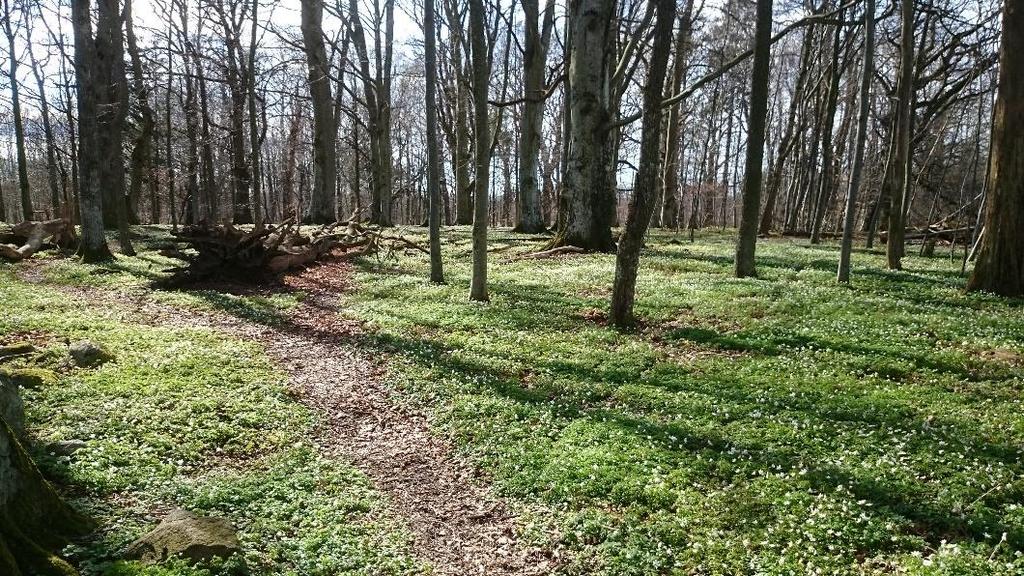 2.6.10 Verneområde: Tangen naturreservat Lokalitet: Jeløya Tangen naturreservat består i hovedsak av åpen grunnlendt mark (T2) og mer eller mindre tørkeutsatt skog (T4), samt gradvise overganger