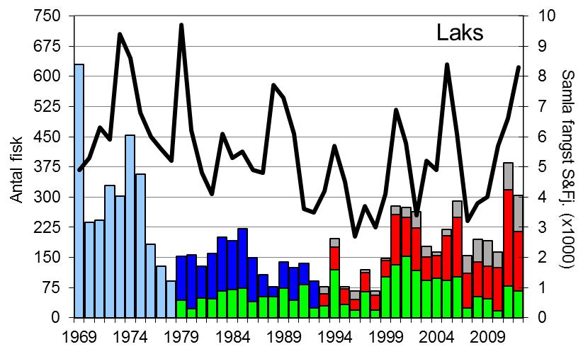 Fangstane i 2011 og 2012 (høvesvis 385 og 304 laks) er dei beste resultata sidan 1970-talet.