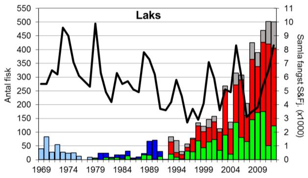 Fangstane dei 5 siste åra er dei klart største som er registrert i heile perioden, og fangsten i 2011 og 2012 (502 og 501 laks) er rekord.