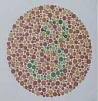 Fargeblindhet (2) Å være fargeblind er ikke vanlig, men det forekommer hos omkring 8% av alle menn og omtrent 0,5% av alle kvinner. Fargeblindhet er en medfødt og arvelig tilstand.