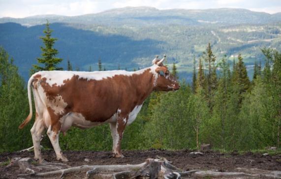 cows Telemarkfe 1 657