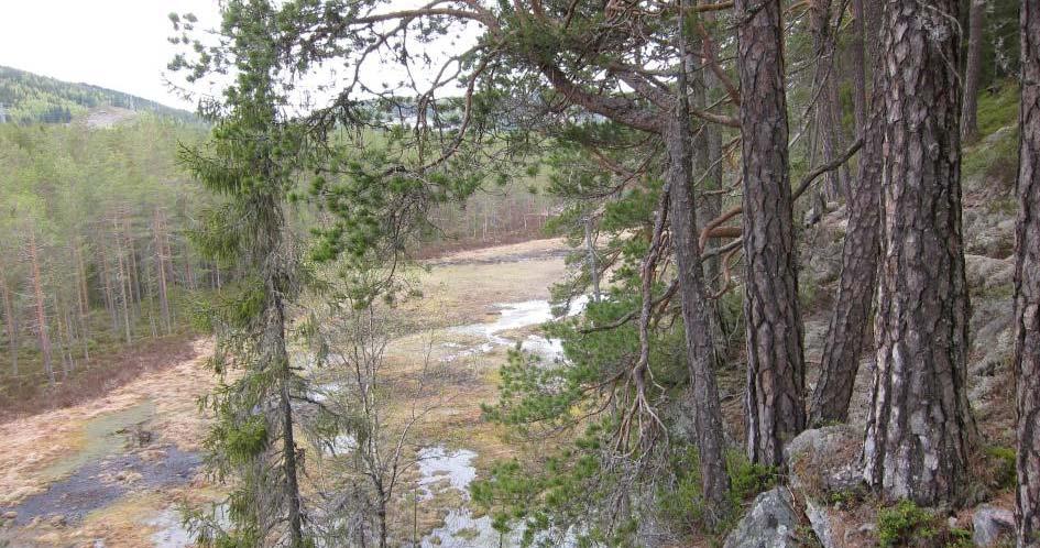 Naturtyper og naturverdier Det er ikke registrert MIS eller naturtypelokaliteter i området tidligere, trolig som følge av at