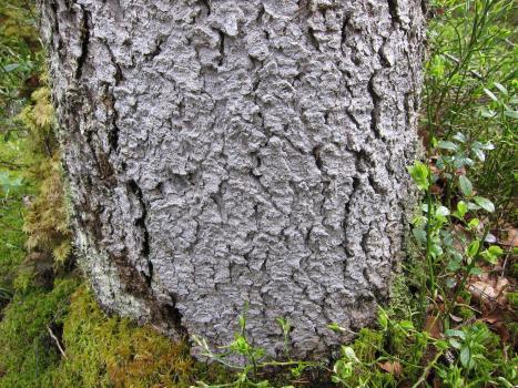 Som avbøtende tiltak foreslås det at veien anlegges minst 15 meter fra avgrenset naturtype og at det ikke gjøres inngrep som forstyrrer vannhusholdningen i området (grøfting,