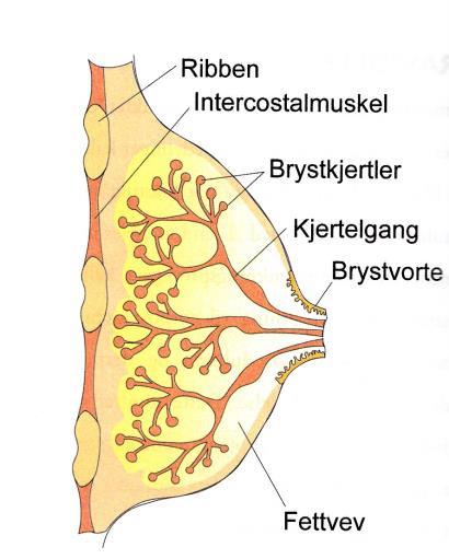 Bryst (Mammae) Både kvinner og menn har brystkjertler, men mengden kjertelvev er større og mer utviklet hos kvinner. I tillegg har kvinner større fettmengde i brystet.