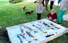 FOTO: HARALD ENDRESEN FOTO: GAULDALSPOSTEN Fisken som ble tatt under fiskekonkurransen i Otra ble oppbevart i et kar med is.