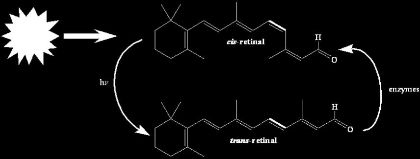 Synlige fotoner Et synlig foton har ikke nok energi til å bryte binding Det kan vri en av bindingene i retinal, som så endrer struktur