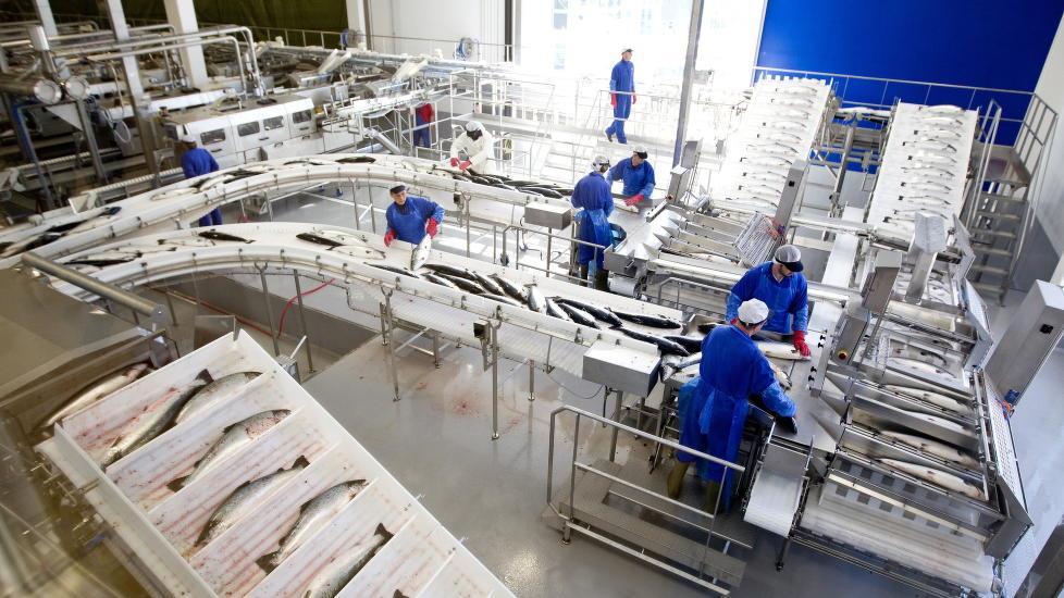 Vekst i sjømateksport Neste år vil Norge eksportere sjømat for 100 milliarder kroner Vi produserer 37 millioner sjømatmiddager hver dag til 180 land Det
