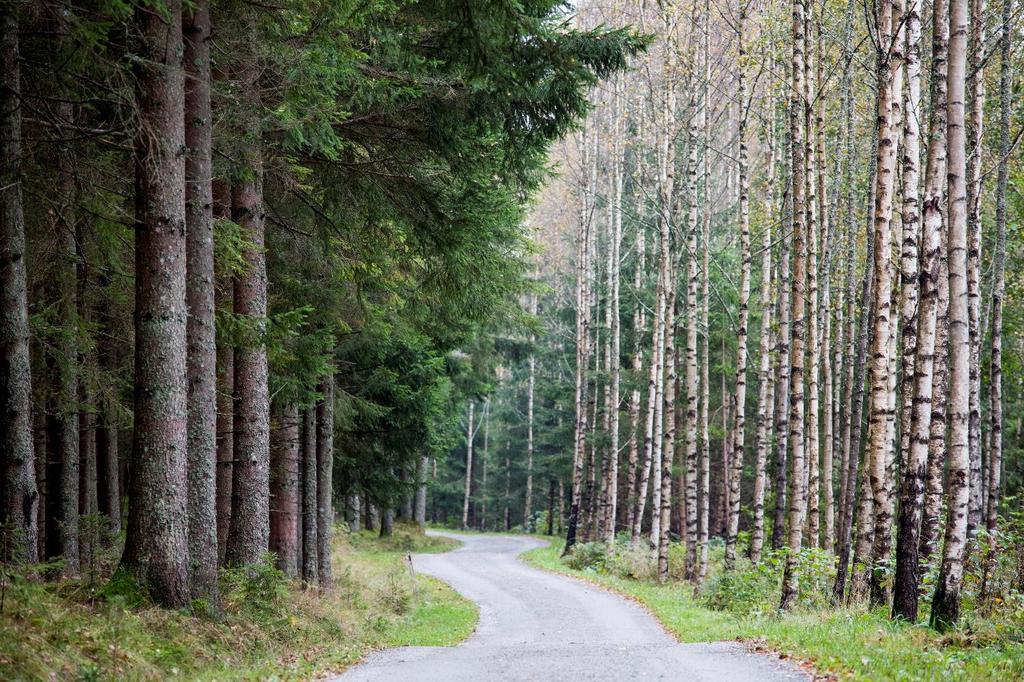 Skogen et fôrkammer Norsk skog er vår største bioressurs ~ 43% av