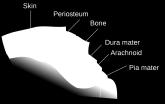 Hjernehinnene (meningene) Sentralnervesystemet ligger beskyttet av skallen og virvelsøylen. Innenfor skallen og virvelsøylen er det hinner meninger.