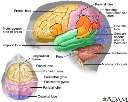 Storhjernen oppbygging Storhjernen består av to hjernehalvdeler hemisfærene. De to hemisfærene er forbundet ved hjernebjelken (corpus callosum).