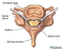 Spinalnervene Spinalnervene, forts. Fra ryggmargen går det ut nerverøtter til spinalnerver. Det er en bakre og en fremre rot som til sammen danner spinalnerven. Vi har 31 par spinalnerver.