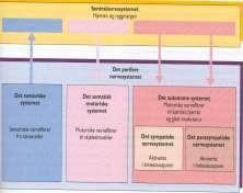 Inndeling av nervesystemet