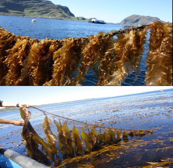 Industrial kelp farming: An strategic initiative The macro algae industry is expected to increase from