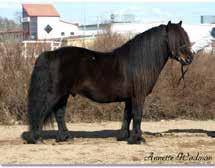 HIBAGON BERRY FRA BRÅTRØ NPA 7532 NS 01183 FØDT 2010, 80 CM 2. PREMIE, VÅDAN 2016 9-8-8-7-8 Harmonisk hingst av meget god type. Smalbygd.