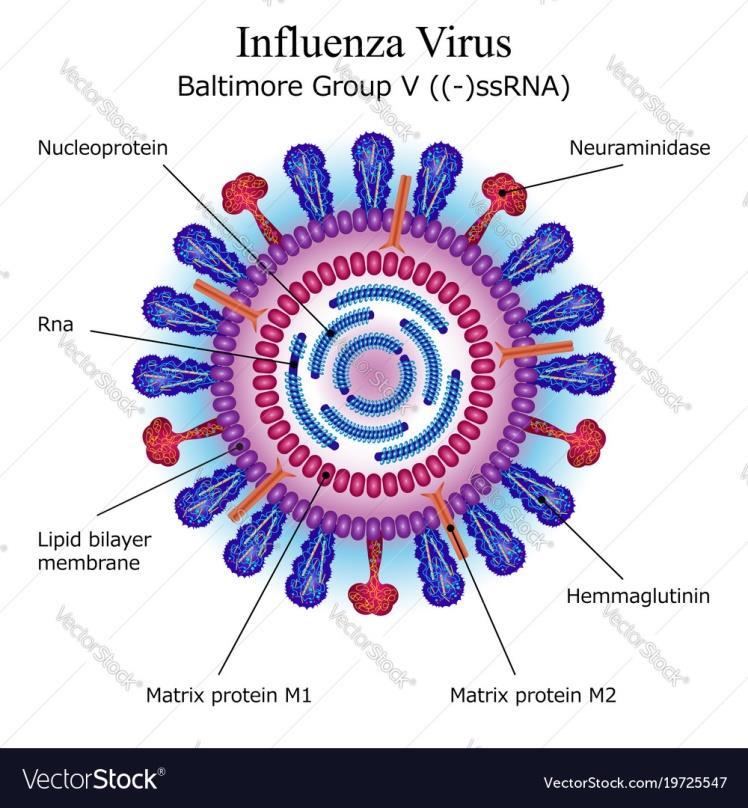 Influensa: Hva er det?