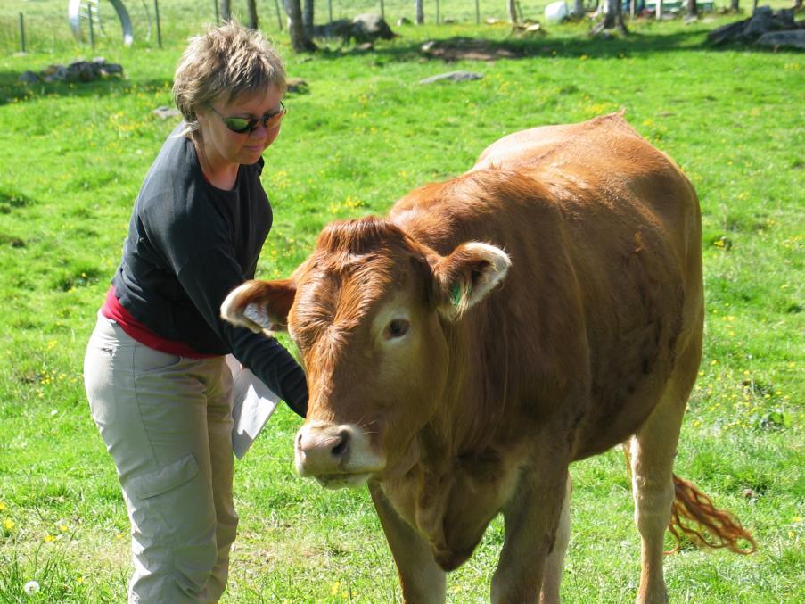 LIMOUSIN 9 645 mordyr (2 222 stambokførte) 1814 kyr inseminert i 2016 I krysninger med NRF 92,3 % ingen