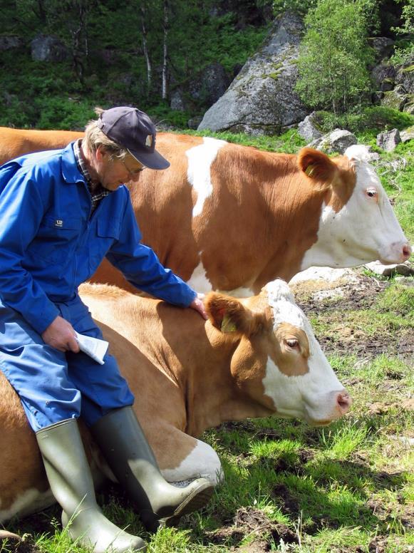 SIMMENTAL 2 834 mordyr (704 stambokførte) 670 kyr inseminert i 2016 I krysning med NRF 91,8 % ikke kalvingsvansker Ung