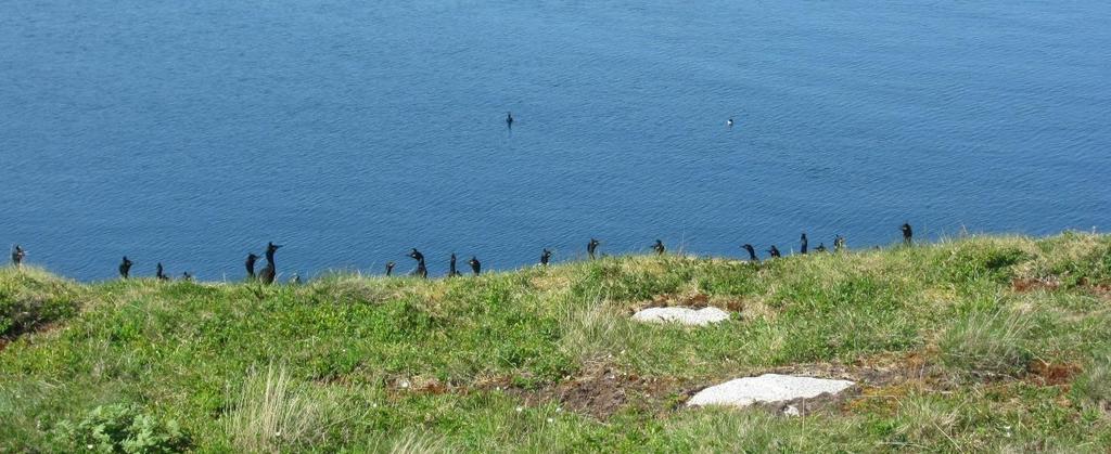 3000 hekkende toppskarvpar. På Sklinna hekker den største kolonien av storskarv på Måøya, men det hekkes også på andre ytre, eksponerte øyer i nord.