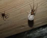 Stor kjelleredderkopp Både de voksne edderkoppene og de hvite kulene (som er ynglekamre)