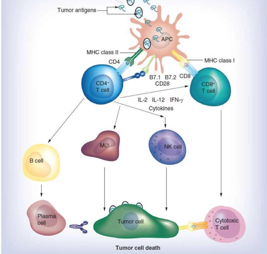 Figur 1: Involverte steg i immunrespons på antigen. APC = antigenpresenterende celle, MHC = major histocompatibility complex, MØ = makrofag, NK = natural killer cell (eng).