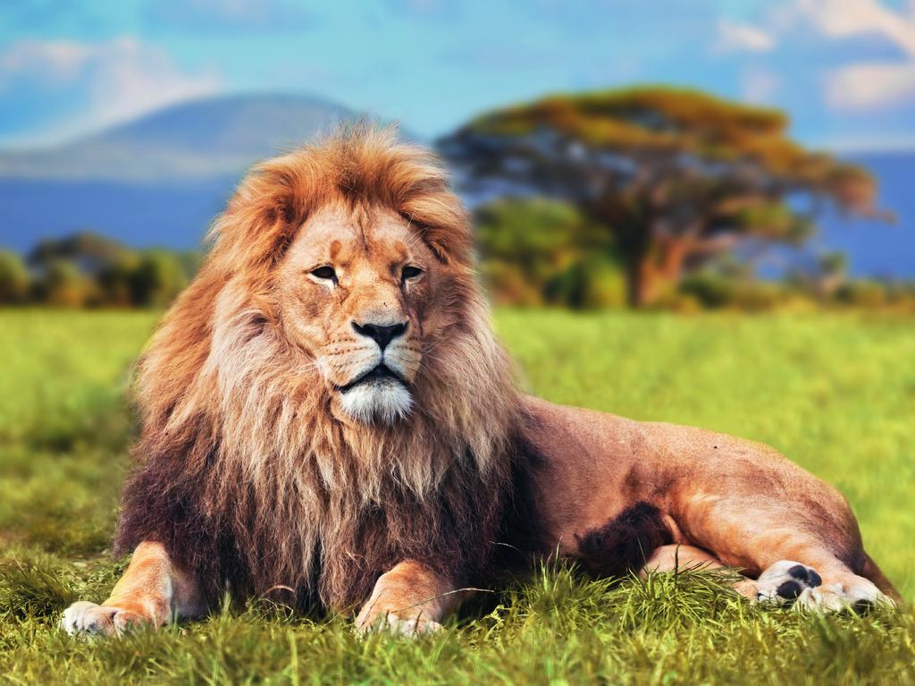 5 Les teksten og svar på spørsmålene på neste side. Løven Løven er et kattedyr. Det fins løver i Asia og Afrika. Tidligere fantes det også løver i Europa.