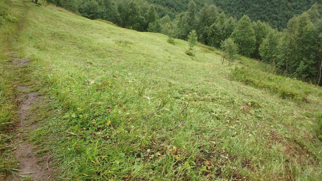 Framleis ser ein at grasartar og urter manglar. Difor har ein tatt litt av slåttegraset frå andre stader og lagt på, slik at ein får frøing.