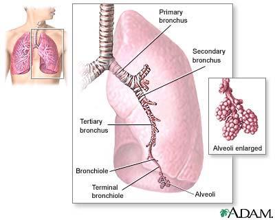 Hovedsymptomer ved lungesykdom Dyspné: anstrengt åndedrett, tung pust - anstrengelsesdyspné / hviledyspné Hoste: tørrhoste / produktiv hoste (med ekspektorat) Akutt hoste: varighet < 3 uker Kronisk