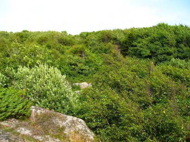 Sone 3 Krattskog utenfor sauebeite Beskrivelse Sone 3 omfatter fire atskilte delområder med kratt og ungskog som har vokst opp de siste tiår som resultat av opphørt hevd.