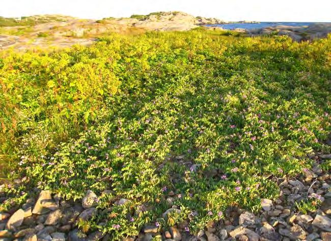 Figur 15. Vegetasjon på steinstrender. Venstre: strandflatbelg, høyre: strandkål Strandeng, strandsump og strender er levested for en rekke rødlistearter påvist i Moutmarka.