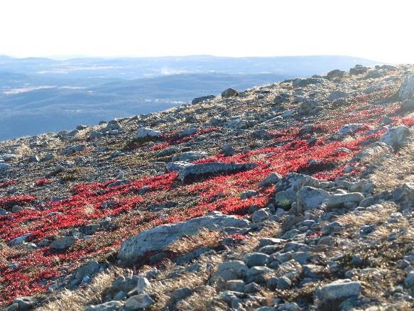 Skogshorn en nasjonal turiststi? - Øst møter vest.