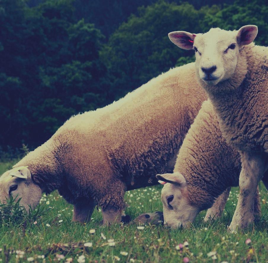 SKANDILOCK HUSDYRHOLD Skandilock bruker dyr som først og fremst er oppdratt for å forsyne oss med kjøtt, og i noen tilfeller med ull.