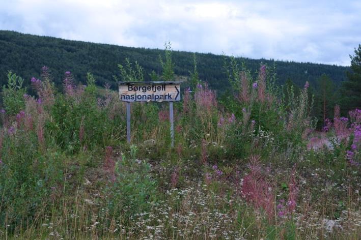 Avgift Besøksteller Hattfjelldal 3,3 km fra Kroken i Susendal Statskog Ingen skilting med unntak av treskilt satt opp på parkeringsplass Informasjonstavle verneplakaten for Austre Tipplingan