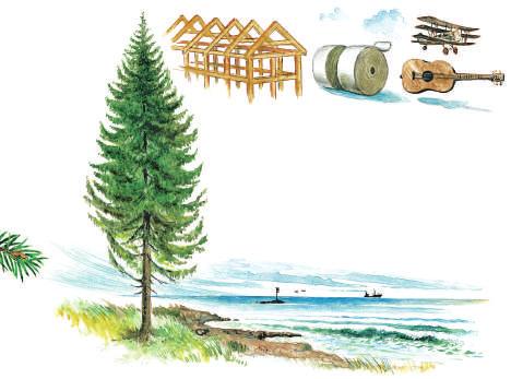 I Norge er treslaget bare i liten grad benyttet i skogplantingen. Sibirsk edelgran er et hardført treslag.