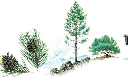 BERGFURU Pinus mugo var. arborea Bjørkeslekten Betula sp. Dunbjørk Betula pubescens Bergfuru vokser naturlig i fjellstrøkene i Sør og Mellom Europa.