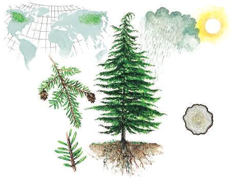 HEMLOKK Tsuga KJEMPEEDELGRAN Abies grandis KONTORTAFURU Pinus contorta Hemlokk har sitt naturlige utbredelsesområde i Øst Asia og Nord Amerika.