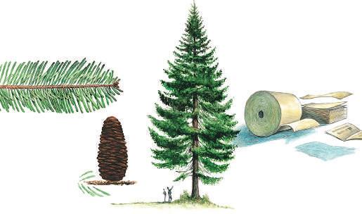 Hemlokk trives best hvor luftfuktigheten er høy og jordsmonnet dypt og veldrenert. Treet tåler svœrt godt å vokse på skyggefulle steder. I sitt naturlige utbredelsesområde kan hemlokken bli ca.