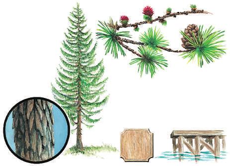 EUROPEISK LERK Larix decidua JAPANSK LERK Larix leptolepis LERKESLEKTEN Larix Europeisk lerk er et treslag som er innført og plantet i Norge siden 1700 tallet og er et av våre vanligste fremmede