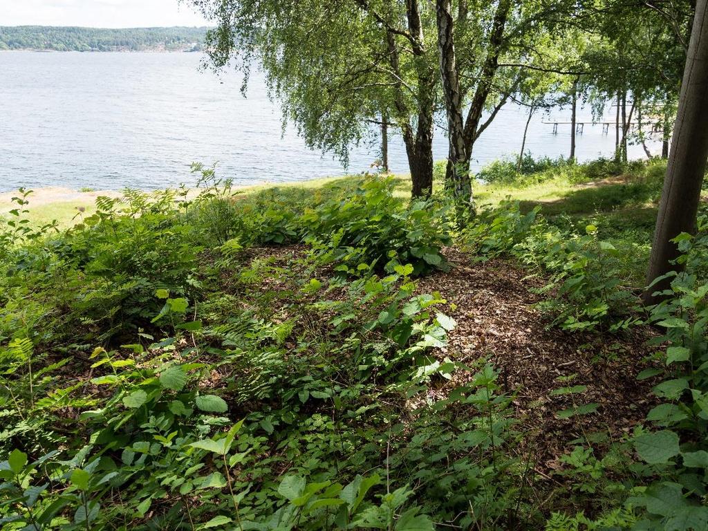 Hele området må gås over med ryddesag for å bekjempe oppvekst av busker og trær (se figur 14). Dette må gjøres ca. hvert tredje år. Slått av deler av engarealet.