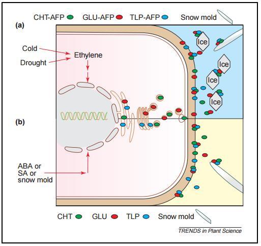 Herdings-indusert resistens mot snømugg Hos vinterrug vil anti-fryse proteiner (AFP) hemme snømugg på samme måte som proteiner