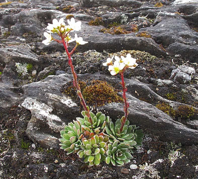 Nordlig bergjunker (Saxifraga paniculata ssp. laestadii) ble funnet flere steder på øst og sørsida av Skoddefjellet og på nordsida av Beritvatnet og Niennajávrre. Foto Trond Skoglund.