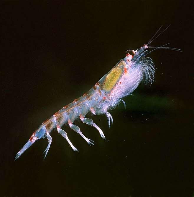 Fiskeriene Krill er en nøkkelart i det arktiske økosystemet, og viktig mat for
