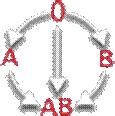 Figur 1: Transfusjonssirkel, transfusjon av erytrocytter: Forklaring: Blodtype 0 kan gis til mottakere med blodtype 0, A, B, AB Blodtype A kan gis til mottakere med blodtype A, AB Blodtype B kan gis