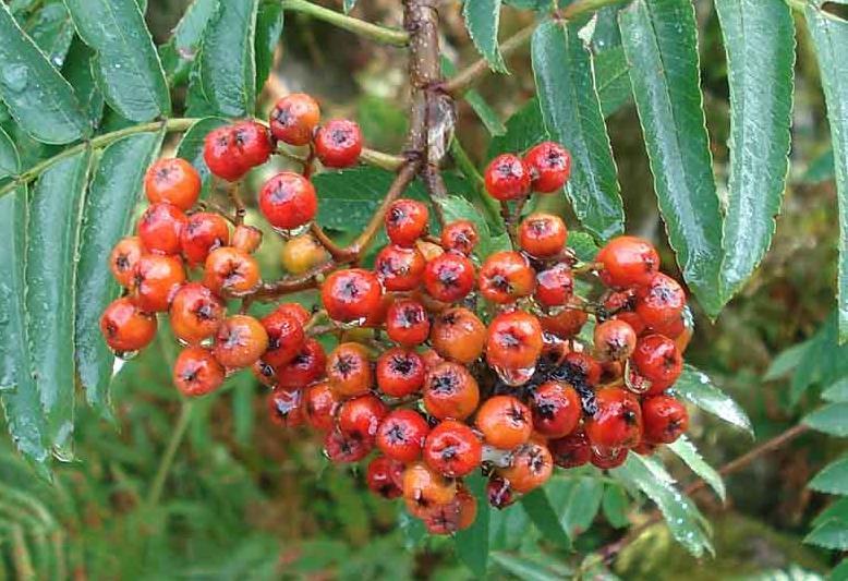 Sammenlignet med vanlig rogn, Sorbus aucuparia, har fagerrogn mer sammenvokste blad, og større/færre bær i klasene.