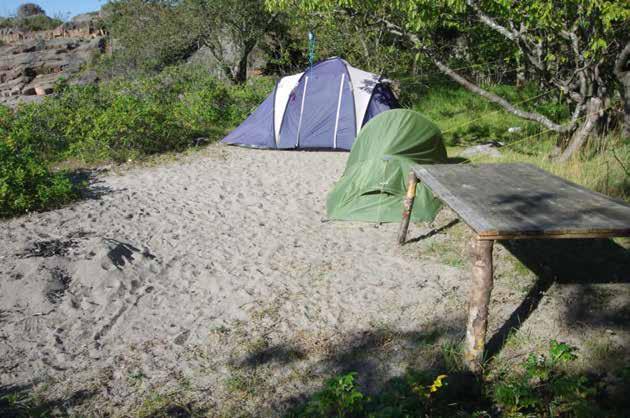 Nedenforstående foto (figur 3) viser behovene i et nøtteskall. Foto viser «permanent» teltleir hvor den tetteste bestanden av sandtimotei ble registrert i juni, et erodert område (dels pga.