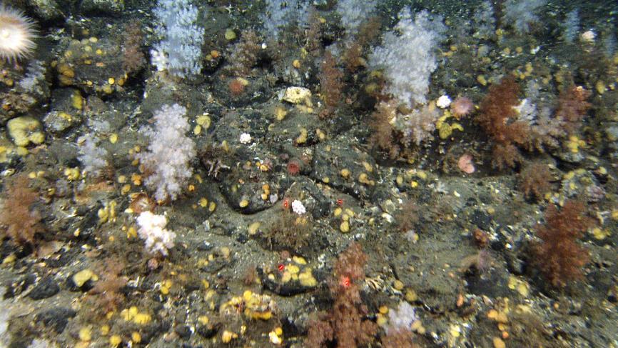 Korallrev har sin nordligste utbredelse like nord for Sørøya, mens hornkorallene Paragorgia, Primnoa og Paramuricea (disse kan danne korallskoger på hardbunn) strekker seg østover langs