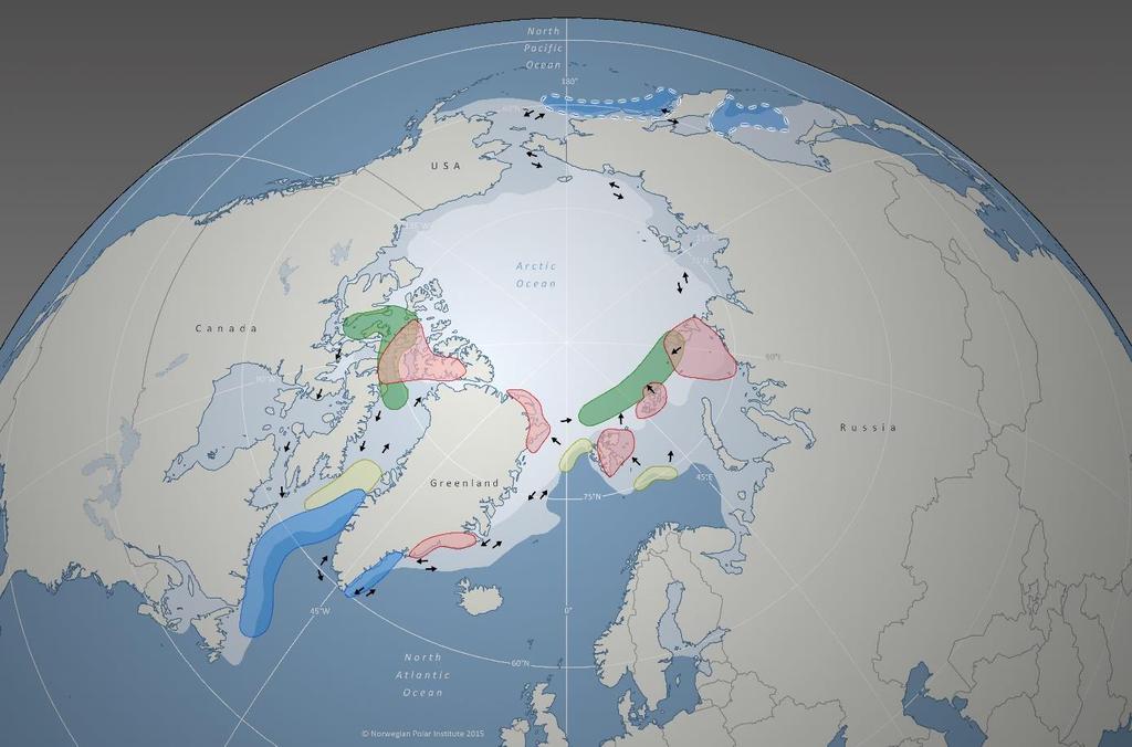 Figur 12.6. Skjematisk fremstilling av forflytningene hos ismåke gjennom året for de fire delpopulasjonene i Canada, på Grønland, Svalbard og på de russiske arktiske øyene øst til Severnaja Semlja.