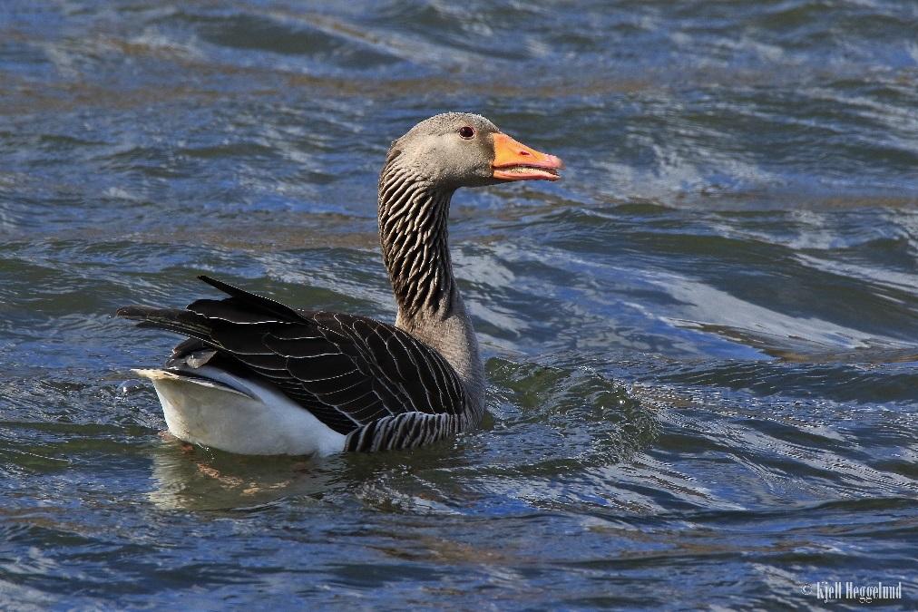 4.2. Friluftsliv Badeplasser, frilufts- og turområder kan ofte være svært attraktive for grågås.