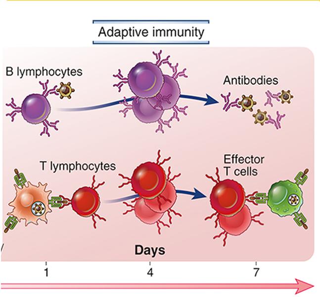 Ervervet immunitet B lymfocytter modnes til plasmaceller når antigen bindes T lymfocytter T hjelper celler T cytotoksiske celler T regulatoriske celler