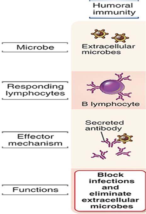 Humoral immunitet To signaler er nødvendig for å aktivere T celle avhengige B celler B lymfocyttene overvåker det ekstracellulære miljøet.