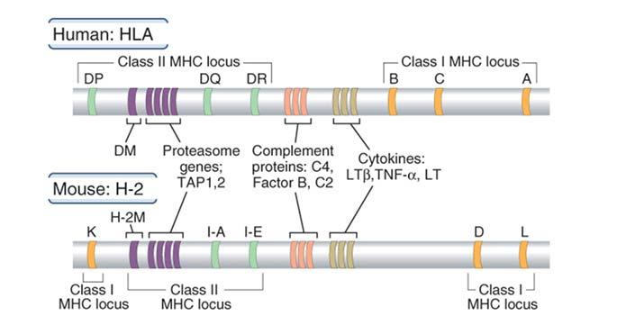 Menneskets MHC molekyler HLA Genene som koder for HLA molekylene som er involvert i antigen